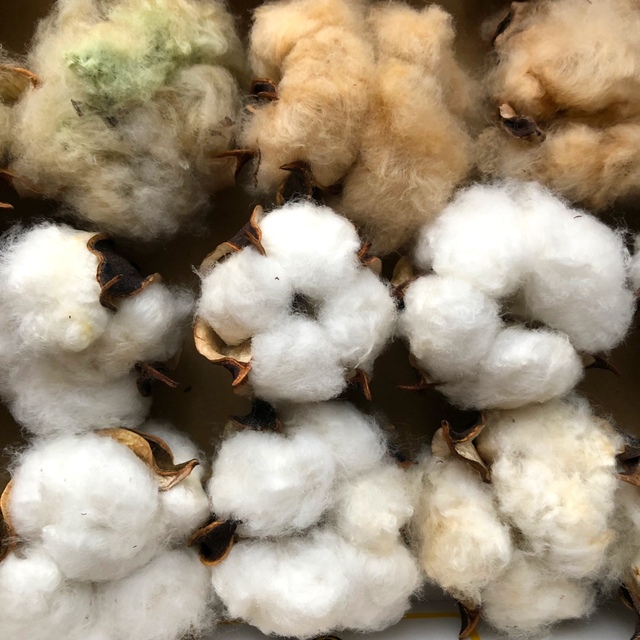 コットンフラワー　綿花　綿の実　3色　20コ入 ハンドメイドのフラワー/ガーデン(ドライフラワー)の商品写真