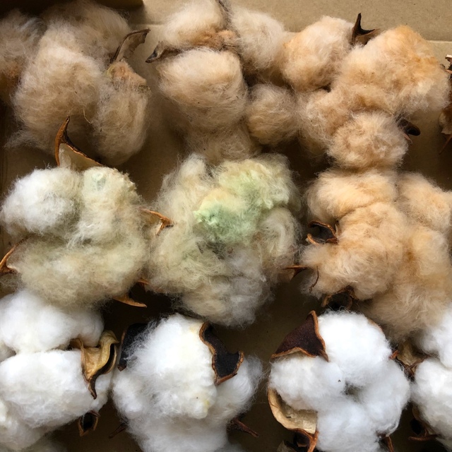 コットンフラワー　綿花　綿の実　3色　20コ入 ハンドメイドのフラワー/ガーデン(ドライフラワー)の商品写真