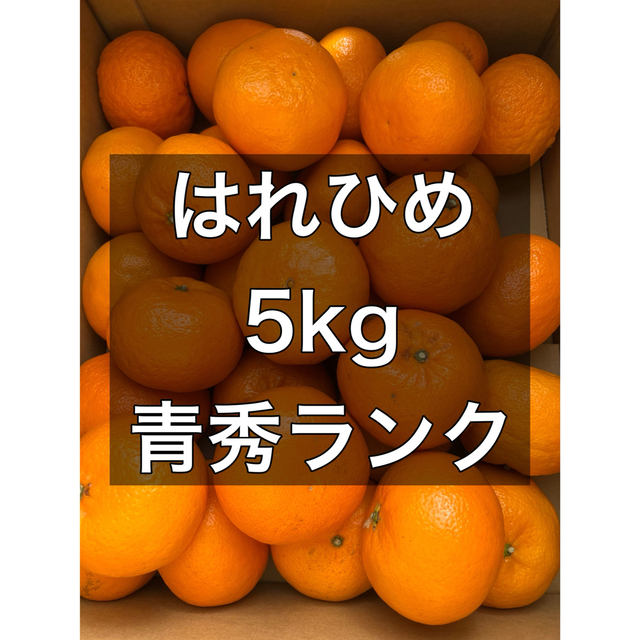 本日発送　ハレヒメ　はれひめ　オレンジ　みかん　ミカン　柑橘 食品/飲料/酒の食品(フルーツ)の商品写真