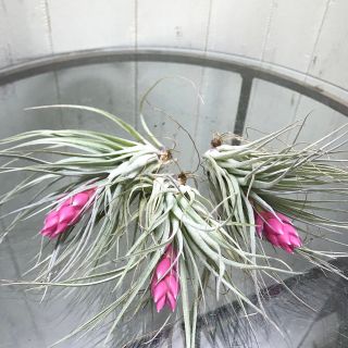 3株　花芽付き♪ Tillandsia チランジア コットンキャンディパープル　(プランター)