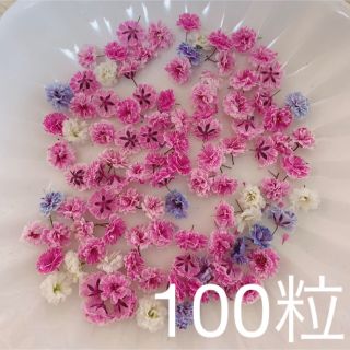 ピンク系 かすみ草ドライフラワー100粒(ドライフラワー)