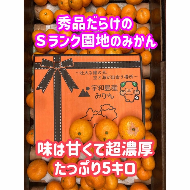 ファミリーに人気No. 1！超濃厚みかん　南柑20号　訳あり家庭用　愛媛産　 食品/飲料/酒の食品(フルーツ)の商品写真