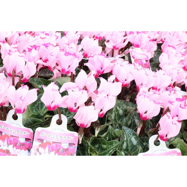 花苗ガーデンシクラメン ラフィン ピンクビクトリア 6ポットセット ハンドメイドのフラワー/ガーデン(その他)の商品写真