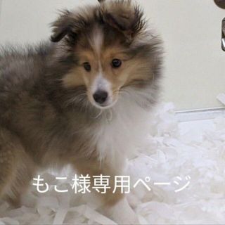 もこ様専用ページ(その他)