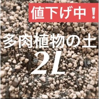 値下げ中❣️多肉植物　サボテンの土　約2リットル 即購入歓迎❣️(その他)