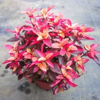 テランセラ　苗　アルテルナンテラ　観葉植物　カラーリーフ(その他)