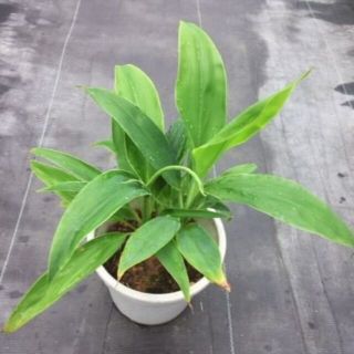 コルディリネ　苗　千年木　観葉植物(その他)