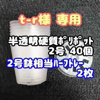 硬質半透明ポリポット 2号 6cm 40個+トレー2枚 プラ鉢多肉植物プレステラ(プランター)