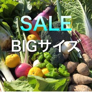 クリスマスSALE  採れたて新鮮野菜詰め合わせ　10kg(野菜)