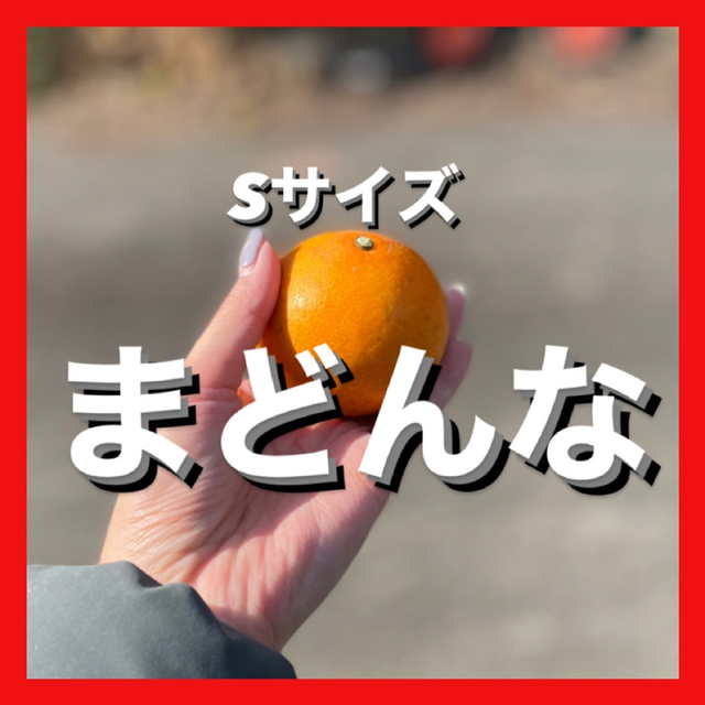 【農家直送】甘さが詰まったSサイズ❤️愛媛県産愛果28号　紅まどんな同品種 食品/飲料/酒の食品(フルーツ)の商品写真