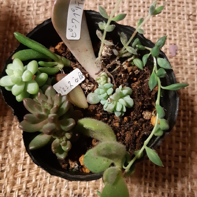 専用出品中 植木鉢まとめ売り 多肉植物、サボテンなどに 318 正価 www