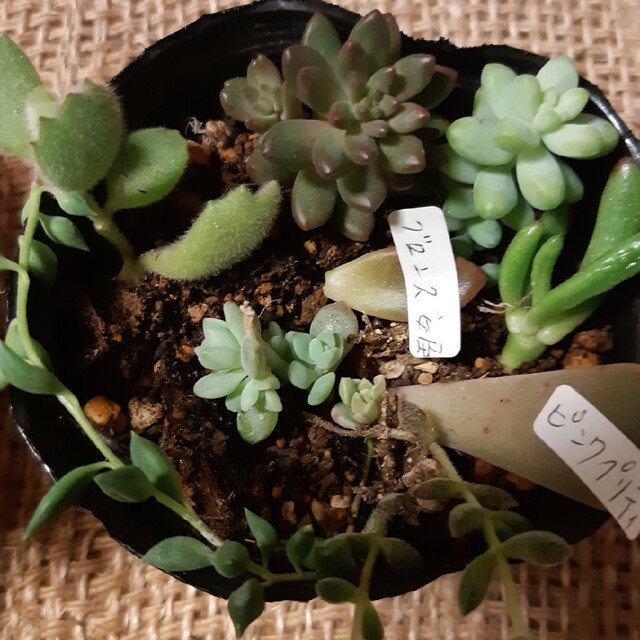 専用出品中 植木鉢まとめ売り 多肉植物 サボテンなどに 318