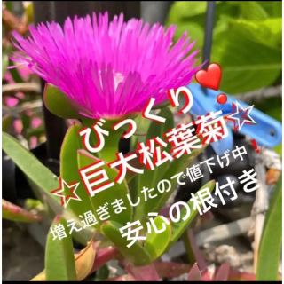 15☆ズボラな園芸☆巨大☆松葉菊☆安心の根付き☆マツバギク☆(プランター)