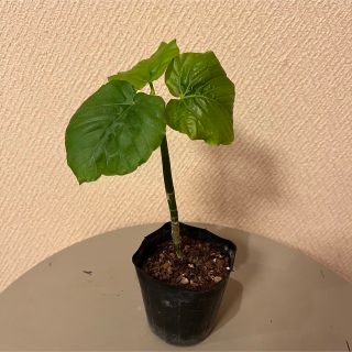 ウンベラータ 挿し木 苗　ミニ観葉植物　ポットのまま発送(その他)