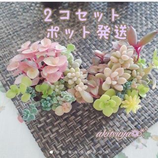 2こセット 多肉植物 寄せ植え 姫秀麗  だるま秀麗  セダム パープルヘイズ(その他)