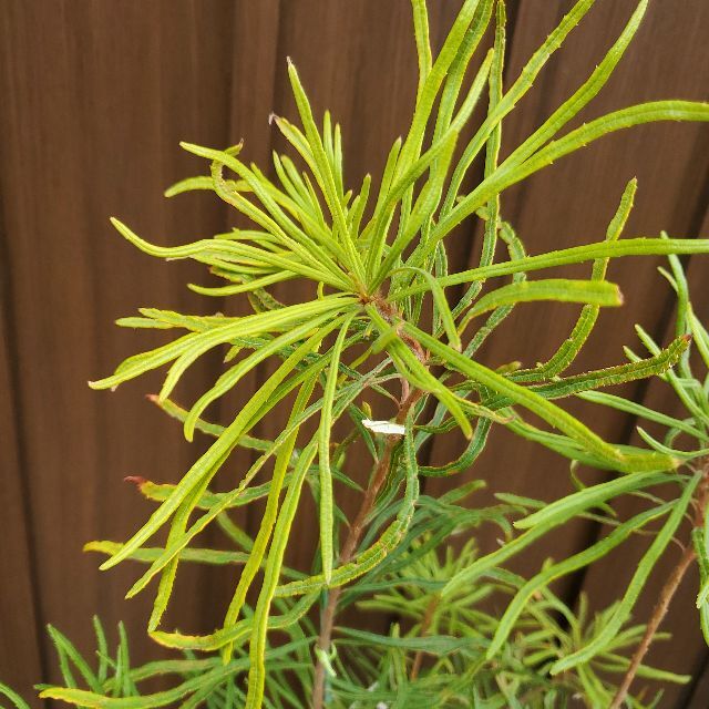 ヘアピンバンクシア スピヌロサ 鉢植え オージープランツ ワイルド