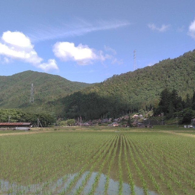 【白米丸餅】無農薬 800g(16～20個前後) 京都・美山産 食品/飲料/酒の食品(米/穀物)の商品写真