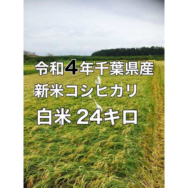 精米令和4年新米コシヒカリ白米24キロ