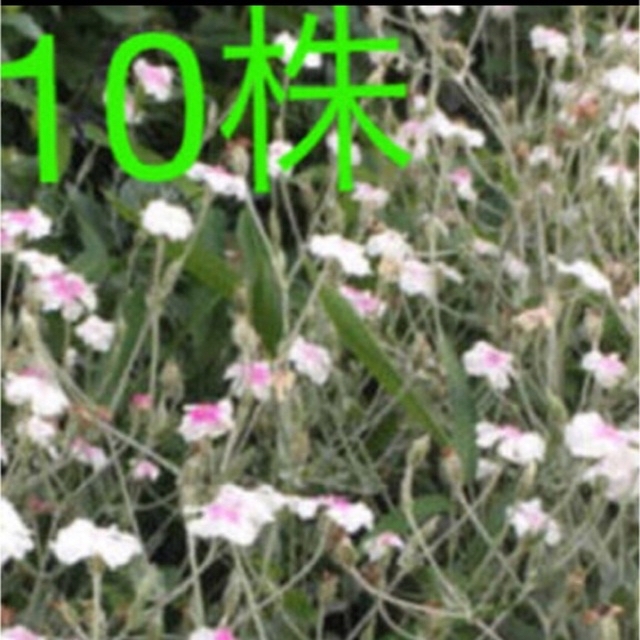 抜き苗　リクニスコロナリア　フランネル草 ハンドメイドのフラワー/ガーデン(その他)の商品写真