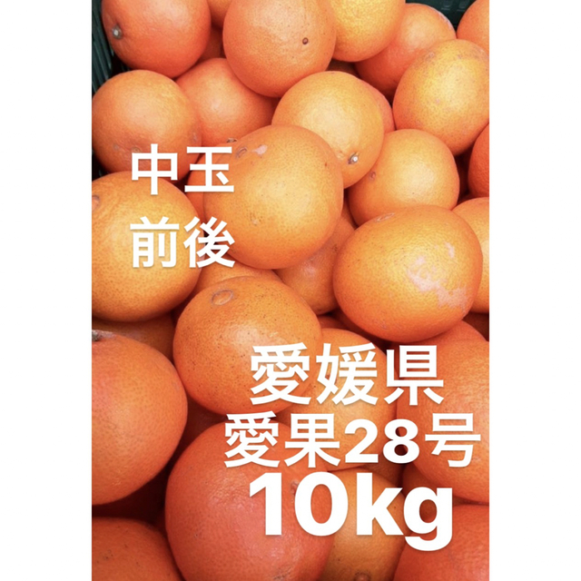 食品/飲料/酒愛媛県産　愛果28号　柑橘　10kg