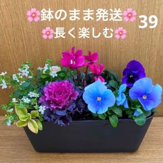 39☆冬場こそ緑と花を☆ ☆晩春まで長く楽しむ☆寄せ植え 花☆初心者様向け☆(プランター)