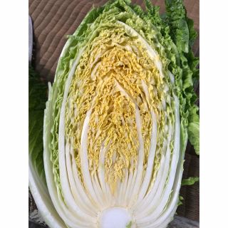 無農薬栽培オレンジクイン2玉(野菜)