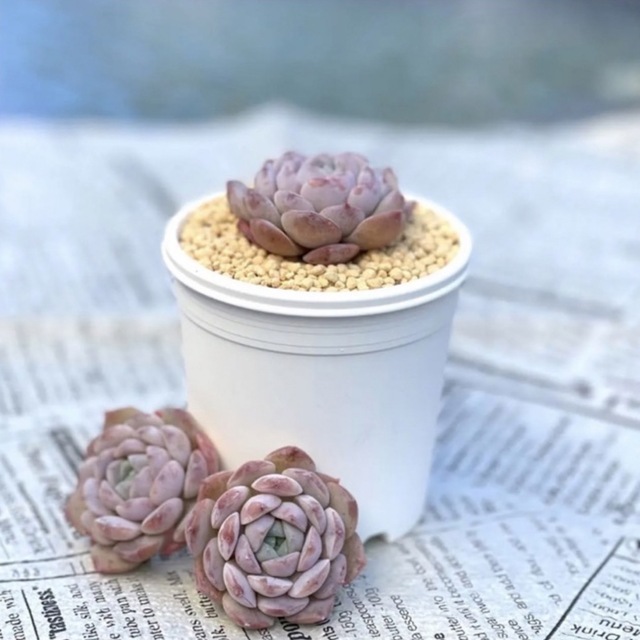 多肉植物 韓国苗 エケベリア♥エリークイーン♥の通販 by M's 多肉植物 韓国苗 エケベリア♥エリークイーン♥の通販 by M's