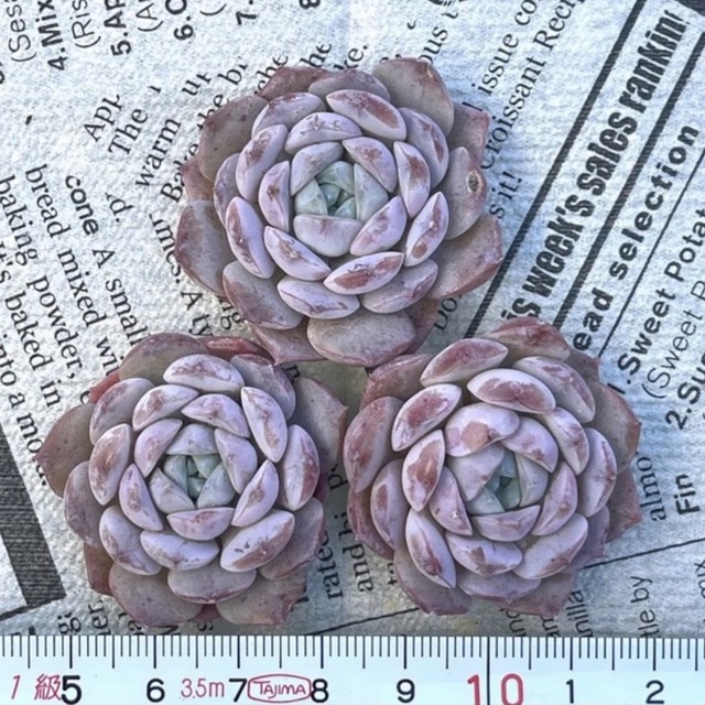 多肉植物 韓国苗 エケベリア♥エリークイーン♥の通販 by M's 多肉植物 韓国苗 エケベリア♥エリークイーン♥の通販 by M's