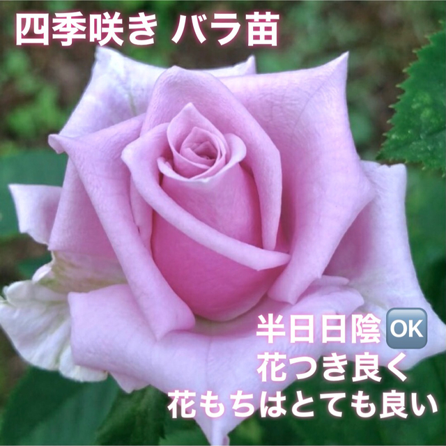 希少品種　四季咲きバラ苗   大輪　ブルー ハンドメイドのフラワー/ガーデン(その他)の商品写真