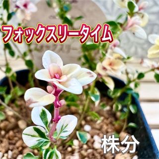 タイム　フォックスリータイム　株分け　苗　斑入り　香草　ハーブ　　寄せ植えにも(その他)