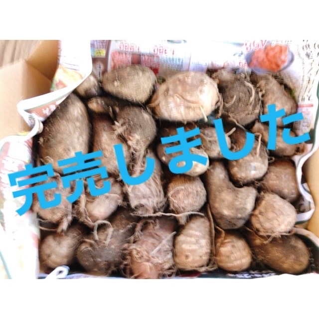 茨城県産 さといも 里芋 サトイモ 農薬不使用 約1.3kg（箱込）