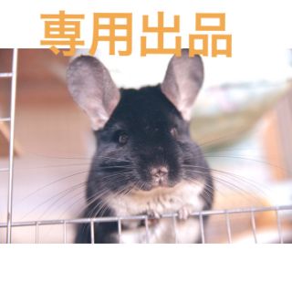 Pet story様専用出品 小動物用乾燥おやつ(小動物)