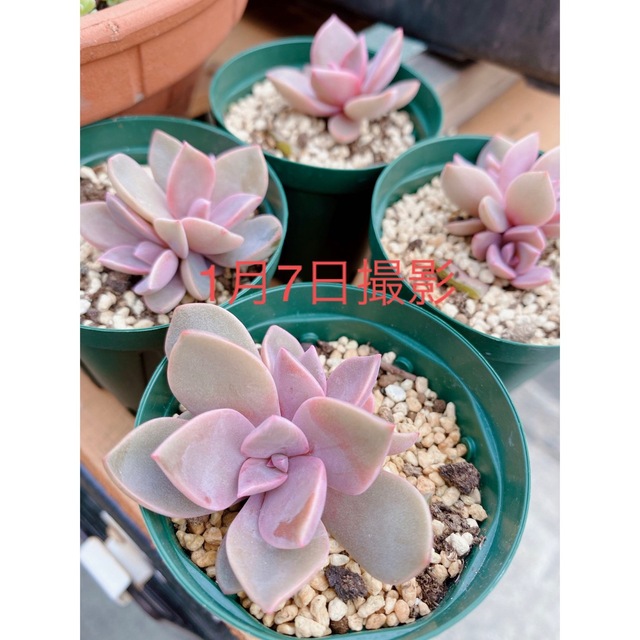 ■多肉植物■初恋(パープルキング)抜き苗4苗 ハンドメイドのフラワー/ガーデン(その他)の商品写真