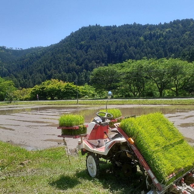 【白米丸餅】無農薬 800g(16～20個前後) 京都・美山産 食品/飲料/酒の食品(米/穀物)の商品写真