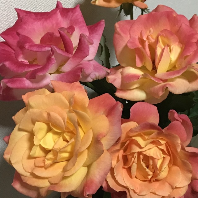 薔薇挿し木苗 - フラワー/ガーデン 薔薇挿し木苗 - フラワー/ガーデン