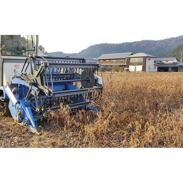 丹波黒豆 食品/飲料/酒の食品(野菜)の商品写真