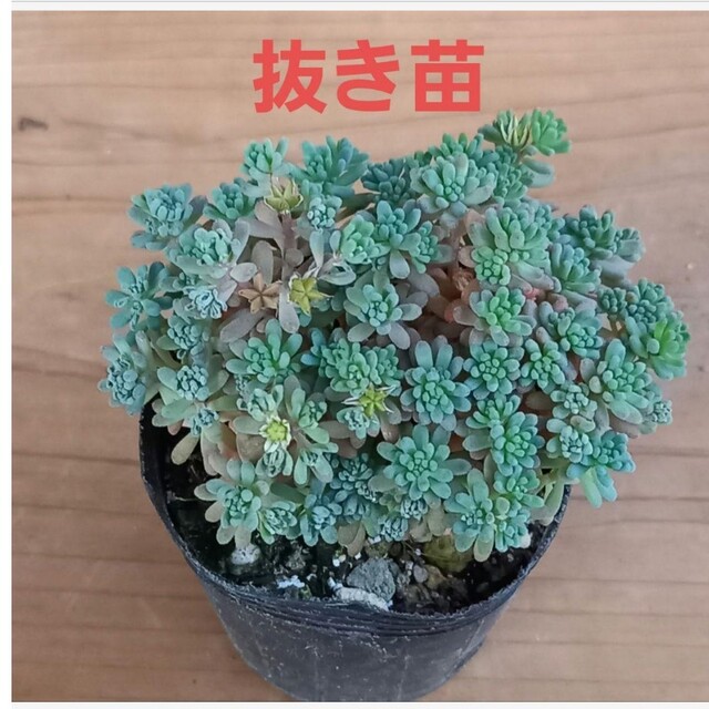 多肉植物 セダム ☆ ルベンスリザード☆ 抜き苗⑭の通販 by なす 多肉植物 セダム ☆ ルベンスリザード☆ 抜き苗⑭の通販 by なす
