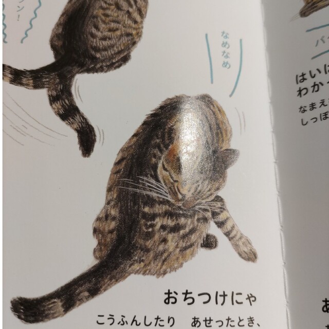 ねこのずかん エンタメ/ホビーの本(絵本/児童書)の商品写真