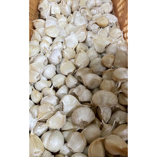 『  少量パック』 青森県産 ホワイト六片 ニンニク 大きめ バラ 500g 食品/飲料/酒の食品(野菜)の商品写真
