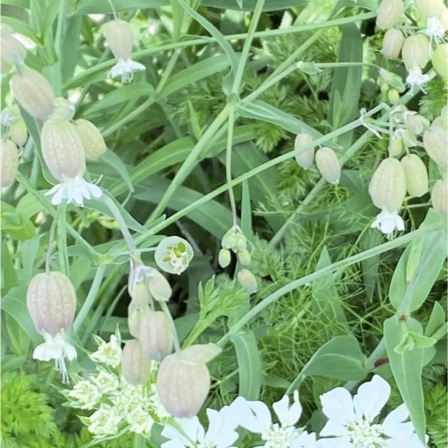 シレネブルガリス（グリーンベル）　種 ハンドメイドのフラワー/ガーデン(その他)の商品写真