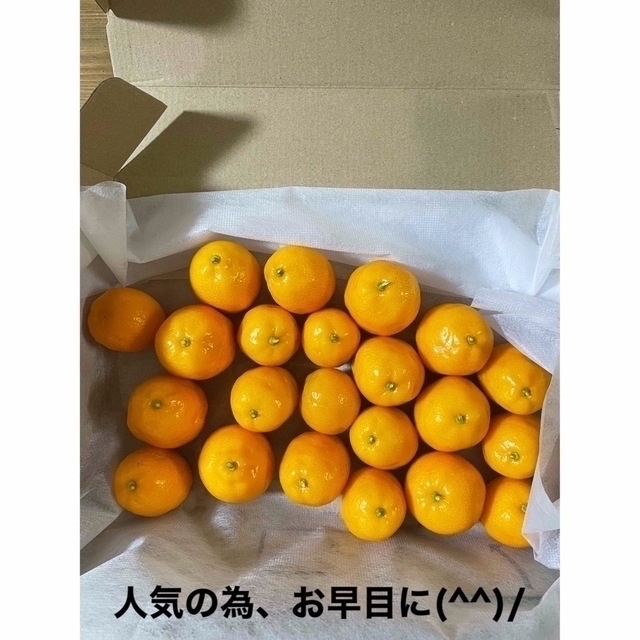 畑で採れた大粒金柑 500g  無農薬‼️ ご近所さんからも好評❗️お早目に＾＾ 食品/飲料/酒の食品(フルーツ)の商品写真