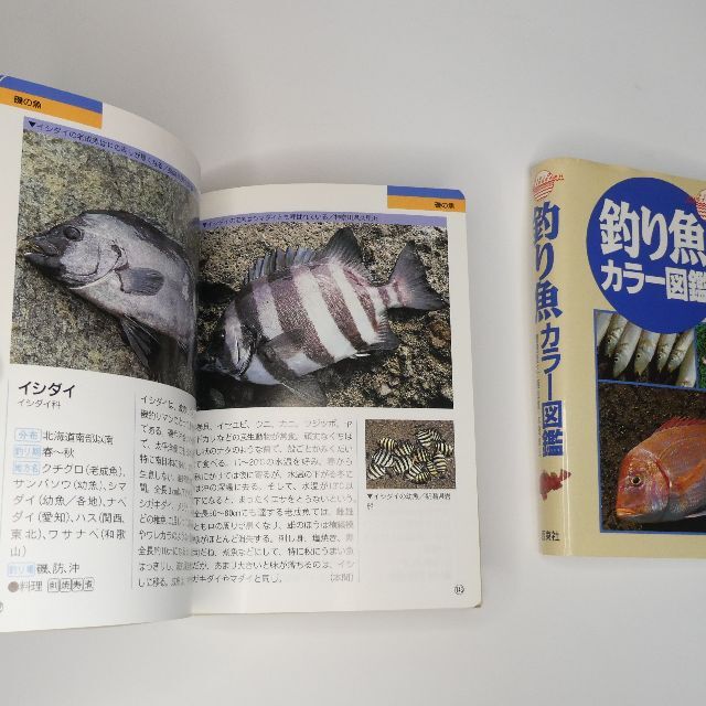 【美品】釣り魚カラー図鑑 釣った魚がすぐわかる A6変型判（ビニール装丁） エンタメ/ホビーの本(趣味/スポーツ/実用)の商品写真