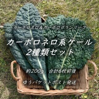 カーボロネロ系ケール2種類セット　約200g　合計8枚前後(野菜)