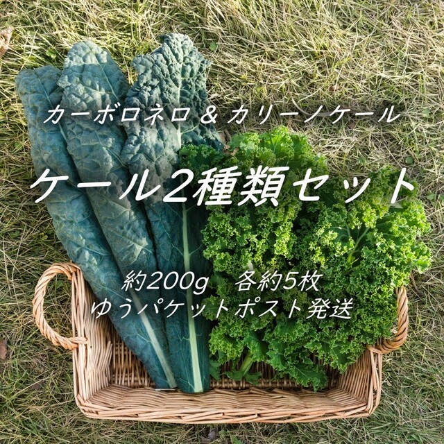 ケール2種類セット　カーボロネロ＆カリーノケール　200g以上 各5枚程度 食品/飲料/酒の食品(野菜)の商品写真