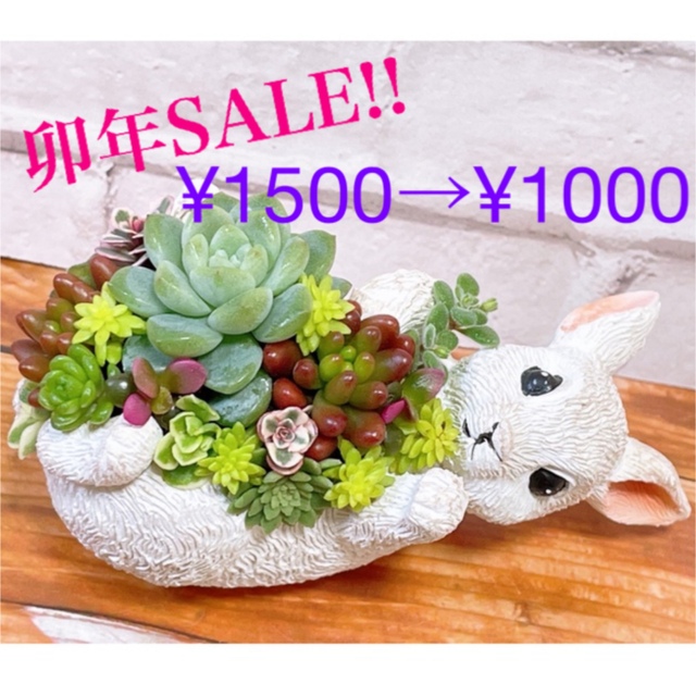 多肉植物　寄せ植え ハンドメイドのフラワー/ガーデン(その他)の商品写真