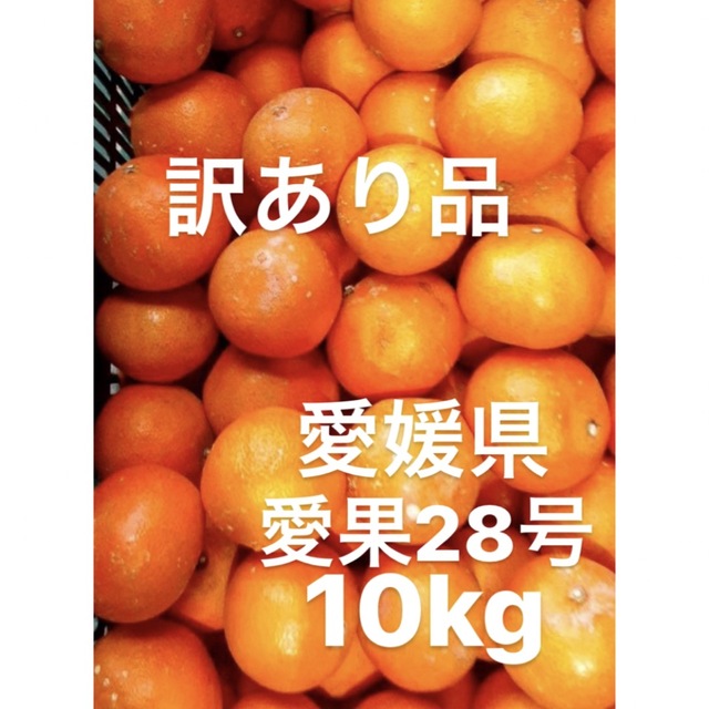 訳あり品　愛媛県産　愛果28号　柑橘　10kg