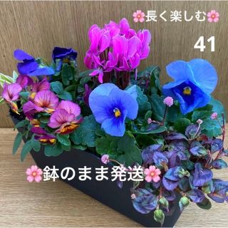 41☆冬場こそ緑と花を☆ ☆晩春まで長く楽しむ☆寄せ植え 花☆初心者様向け☆(プランター)