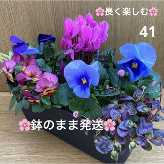 41☆冬場こそ緑と花を☆ ☆晩春まで長く楽しむ☆寄せ植え 花☆初心者様向け☆(プランター)