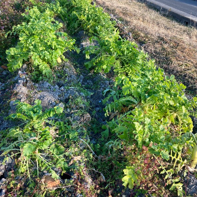 農薬不使用野菜セット香川県産、コンパクトBOXいっぱい 食品/飲料/酒の食品(野菜)の商品写真