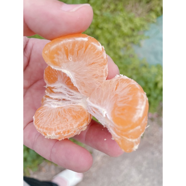 注文殺到!熊本産《極甘小さめ早生みかん》S〜3Sサイズ!5k箱満杯かめまる食堂y